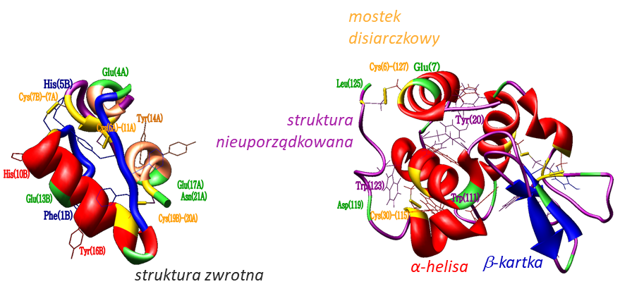 Struktura insuliny (dwa łańcuchy) (po lewej) i lizozymu (po prawej).
