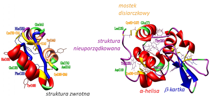 Struktura insuliny (dwa łańcuchy) (po lewej) i lizozymu (po prawej).