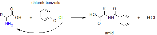 Reakcje aminokwasów - reakcja acylowania.
