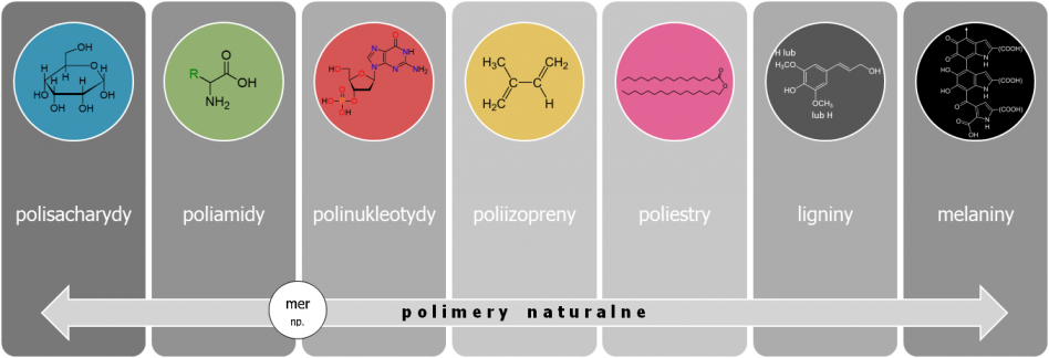 Podział polimerów naturalnych w oparciu o budowę meru.